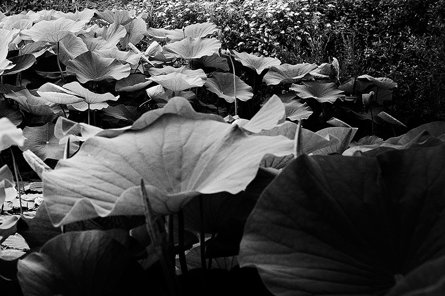Les grands nénuphars au jardin des Martels